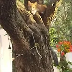 Koula 2-dimos * 포토스