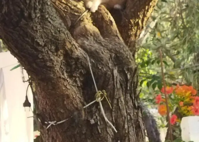 Koula 2-dimos * 포토스